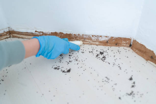 Best Mosquito Control Services  in Siesta Acres, TX
